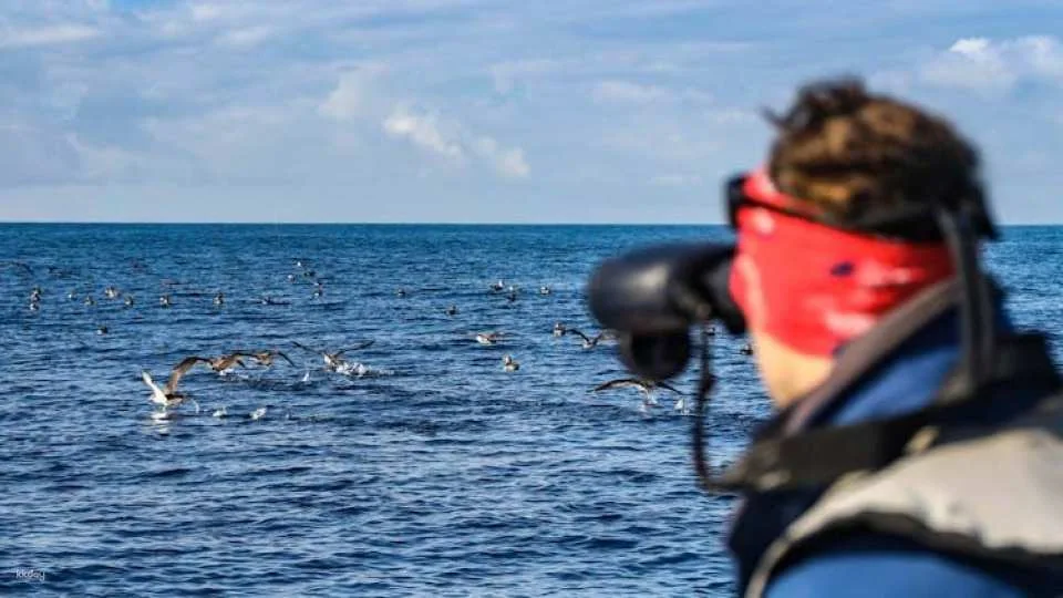 3-hour marine birdwatching expedition from Vila Franca do Campo