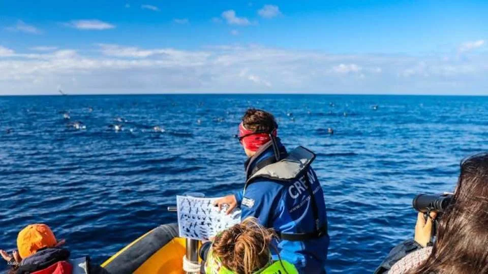 3-hour marine birdwatching expedition from Vila Franca do Campo