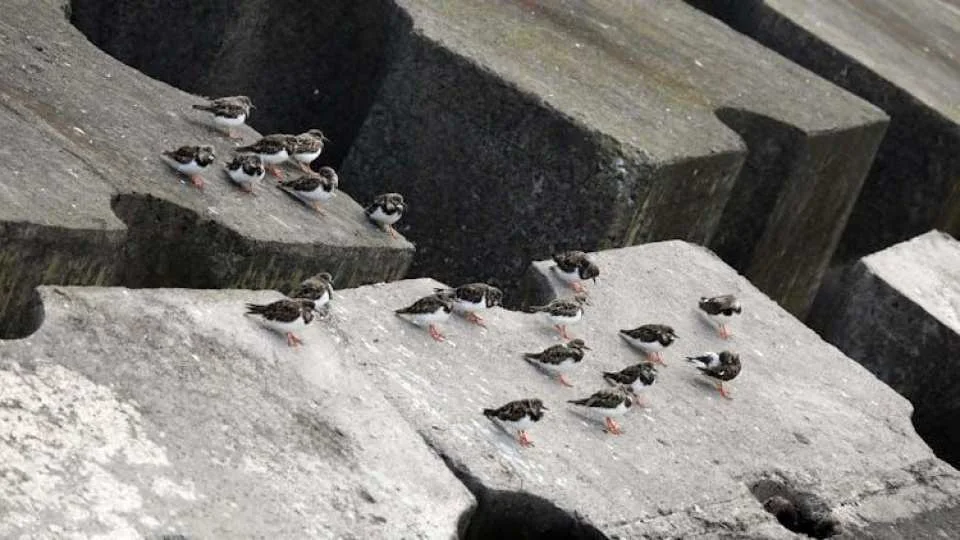 3-hour marine birdwatching expedition from Vila Franca do Campo