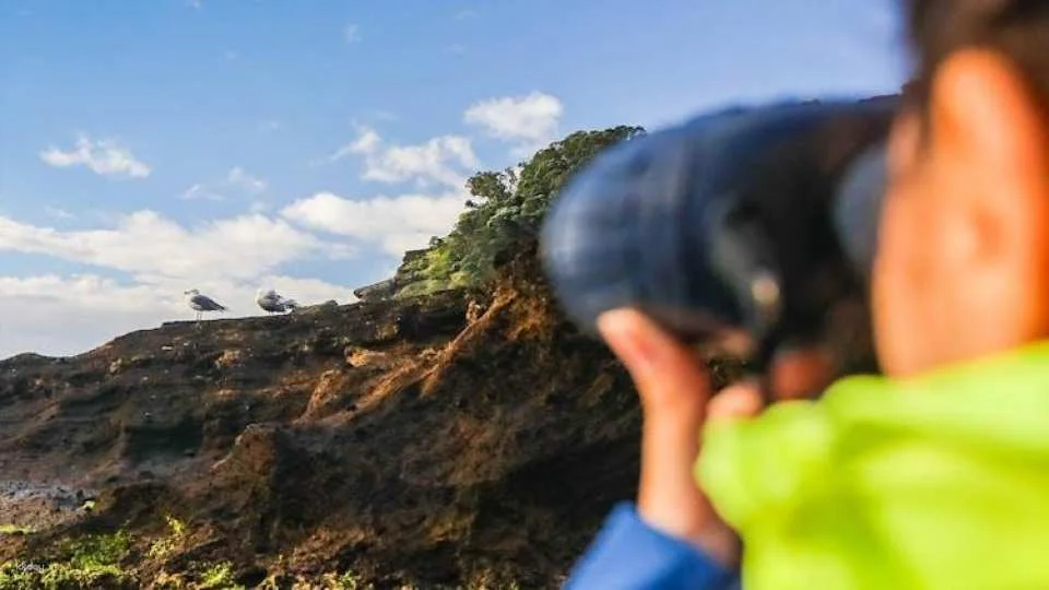 3-hour marine birdwatching expedition from Vila Franca do Campo