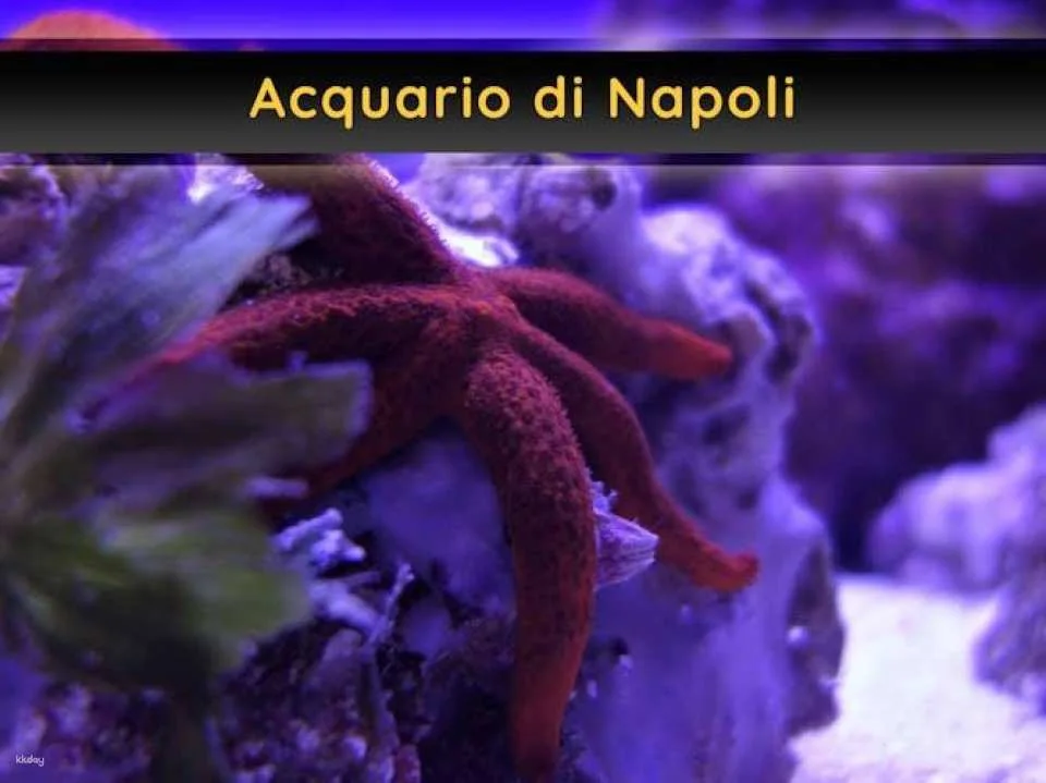 OkNapoli 4 experiences