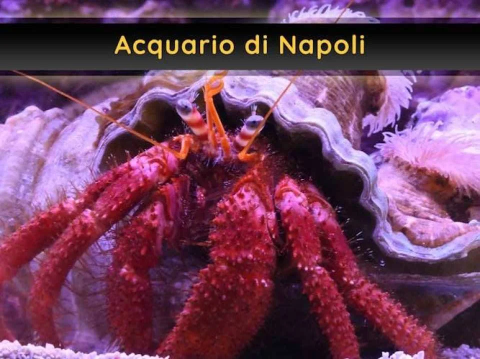 OkNapoli 4 experiences