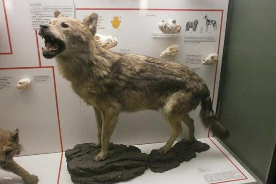 Milan Natural History Museum entry ticket with audio guide
