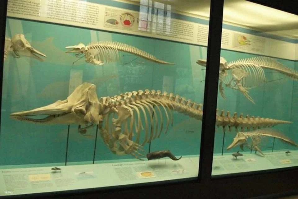 Milan Natural History Museum entry ticket with audio guide