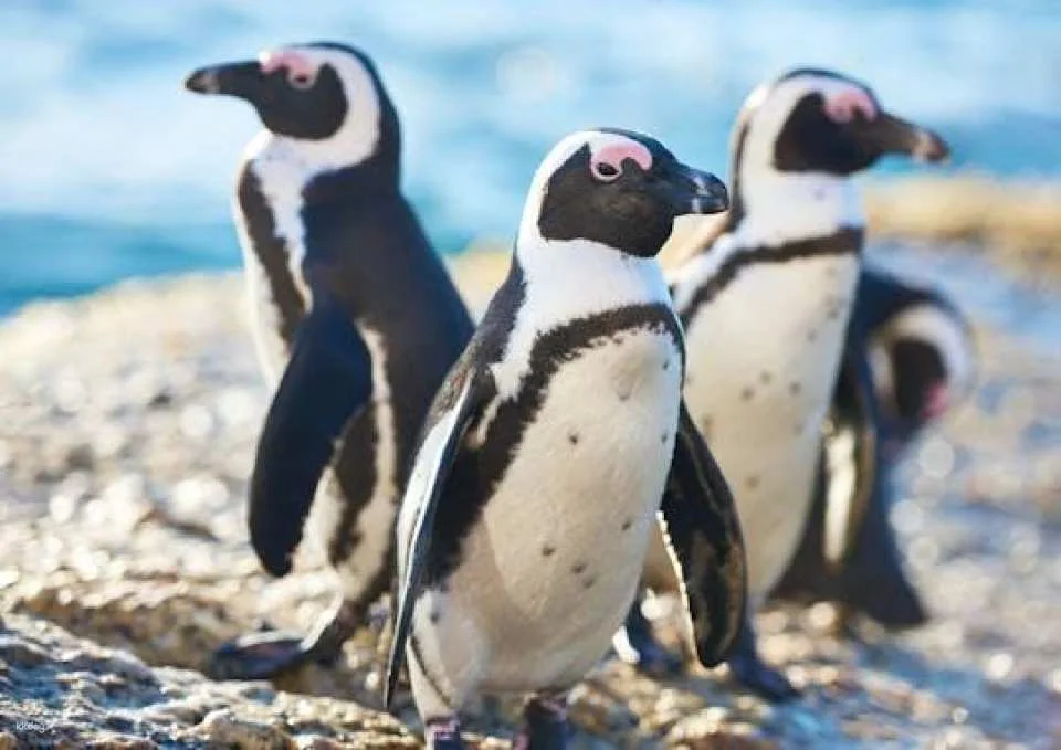 Cattolica Aquarium tickets with lunch