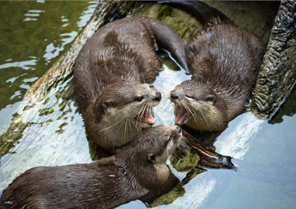 Cattolica Aquarium tickets with lunch