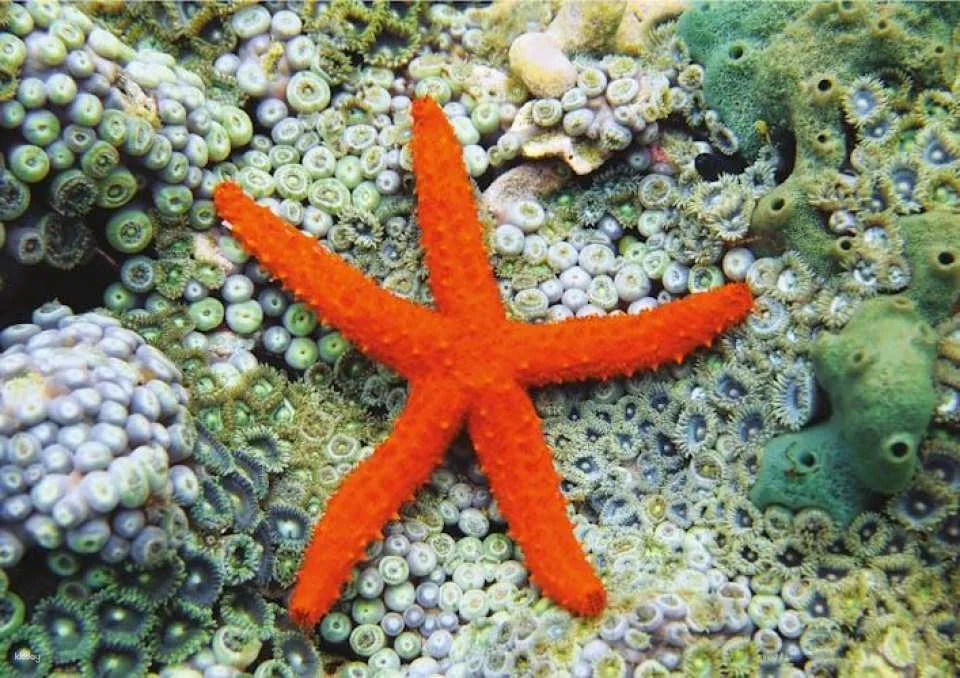 Cattolica Aquarium tickets with lunch