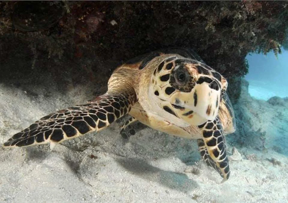 Cattolica Aquarium tickets with lunch