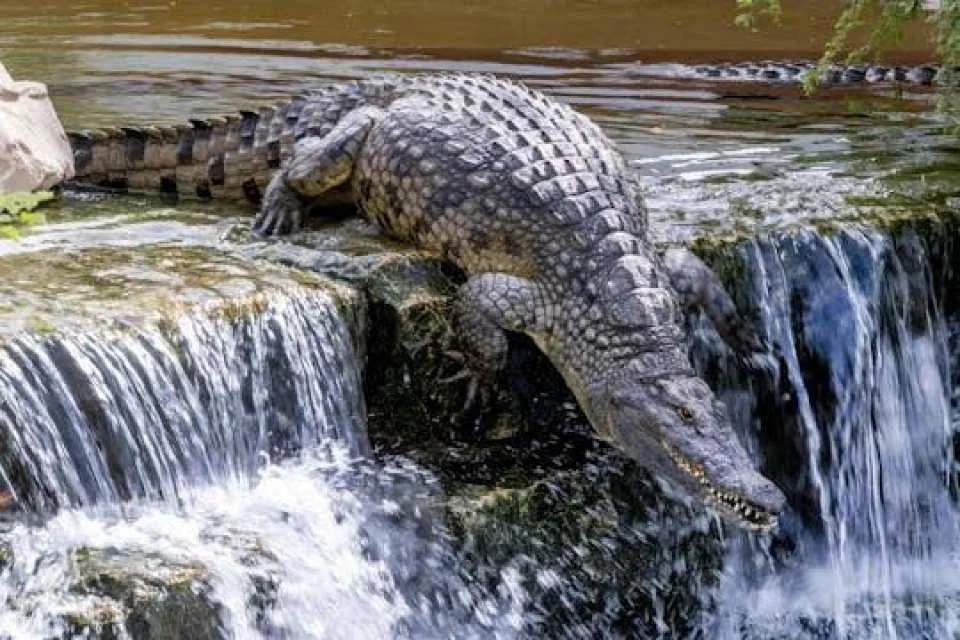 Dubai Crocodile Park Admission Ticket