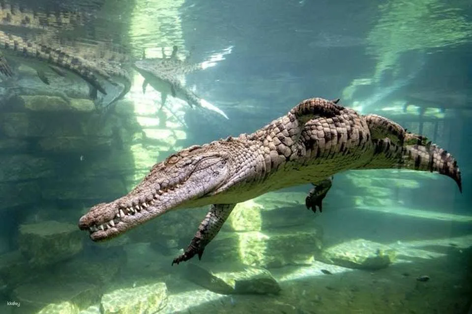 Dubai Crocodile Park Admission Ticket