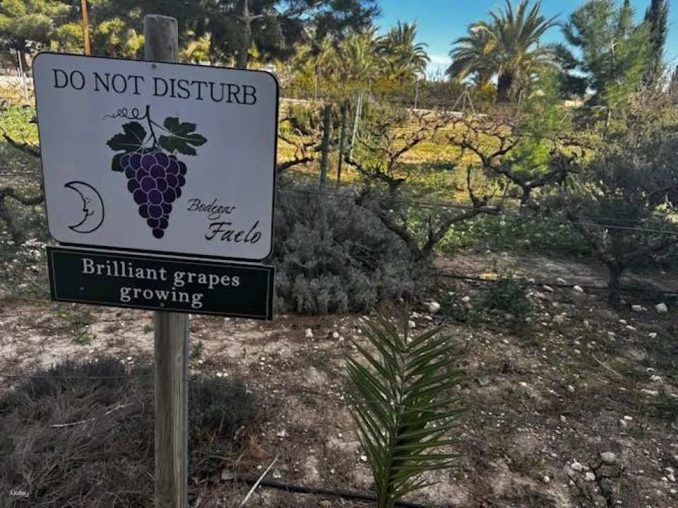Wine tasting and tapas guided tour from Alicante