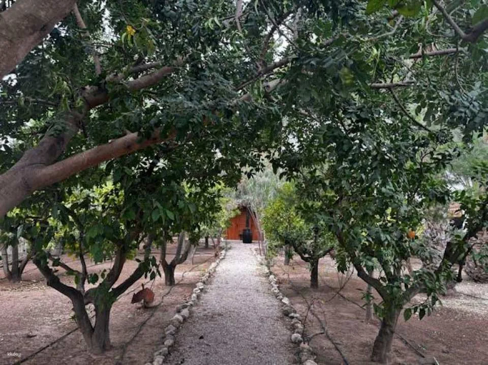 Wine tasting and tapas guided tour from Alicante