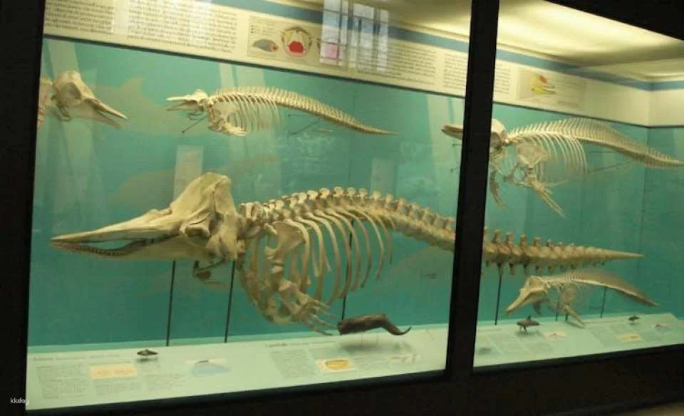 Natural History Museum self-guided audio tour in Milan