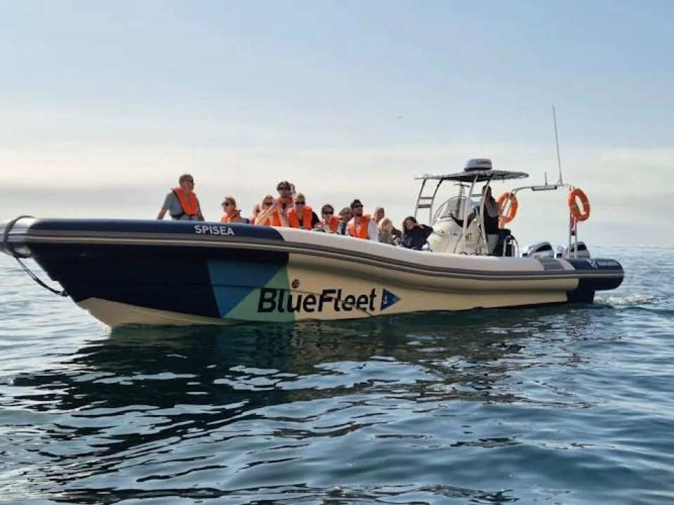 Dolphin spotting guided tour by boat from Lagos