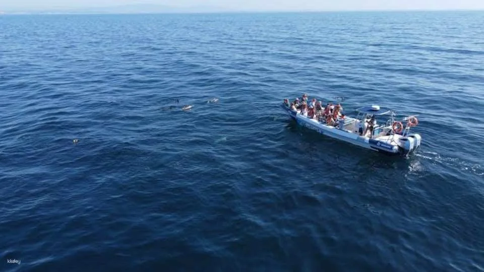 Dolphin spotting guided tour by boat from Lagos