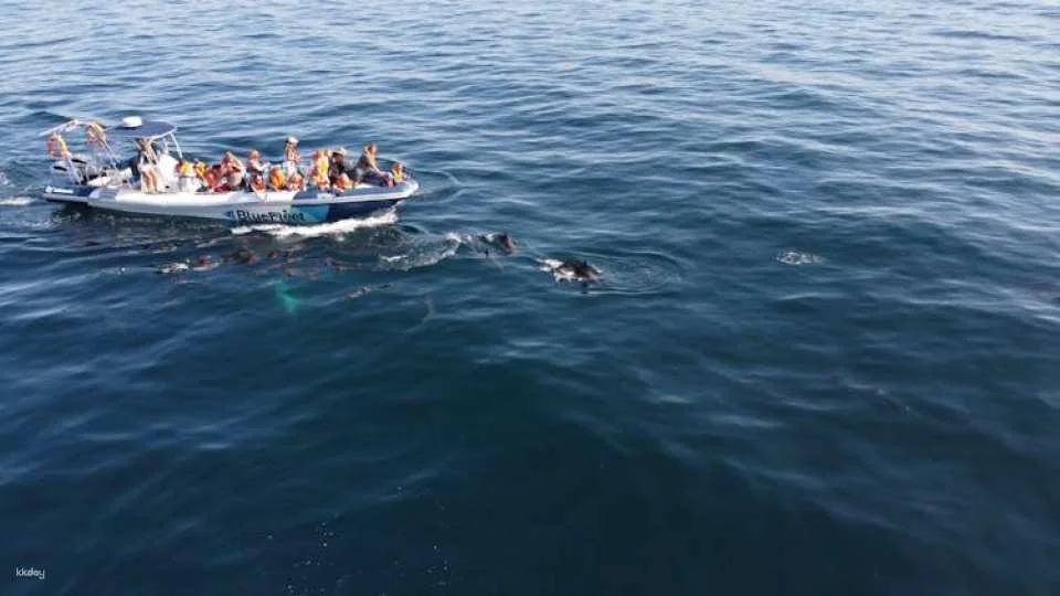 Dolphin spotting guided tour by boat from Lagos