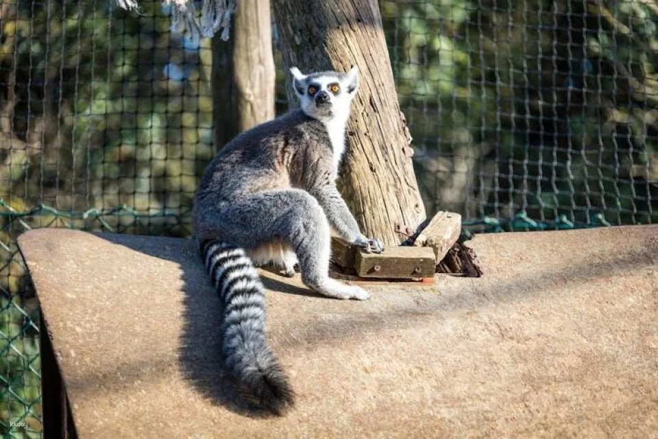 Lloc de Menorca Animal Park Ticket