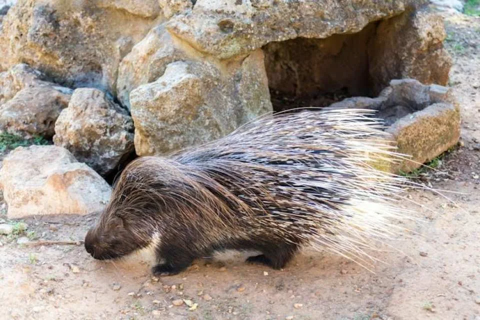 Lloc de Menorca Animal Park Ticket