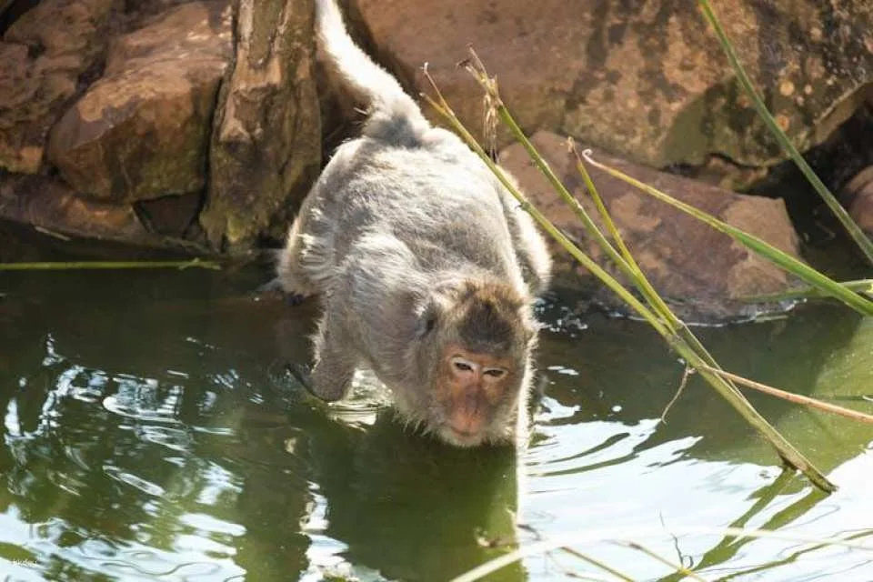 Lloc de Menorca Animal Park Ticket