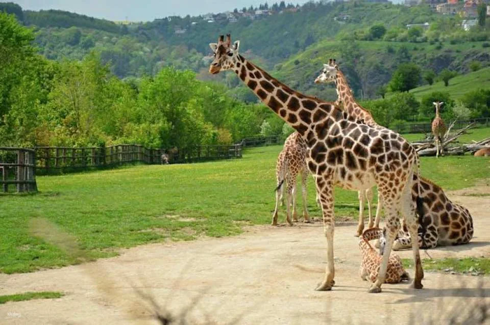River cruise to the Prague Zoo with entrance ticket