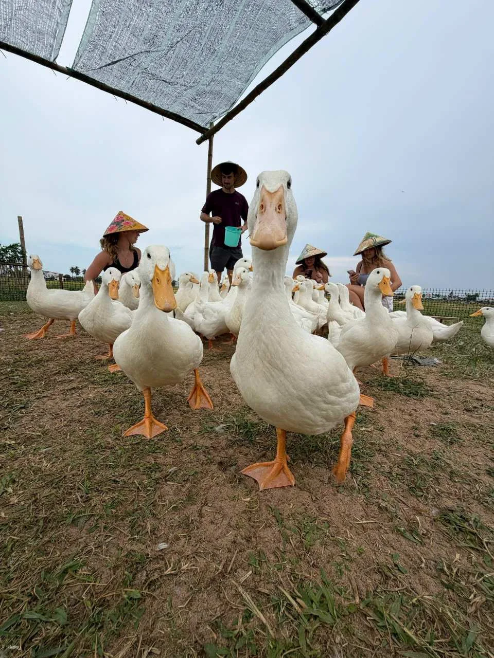 Hoi An: Vietnamese Coffee Workshop & Duck Stop Experience