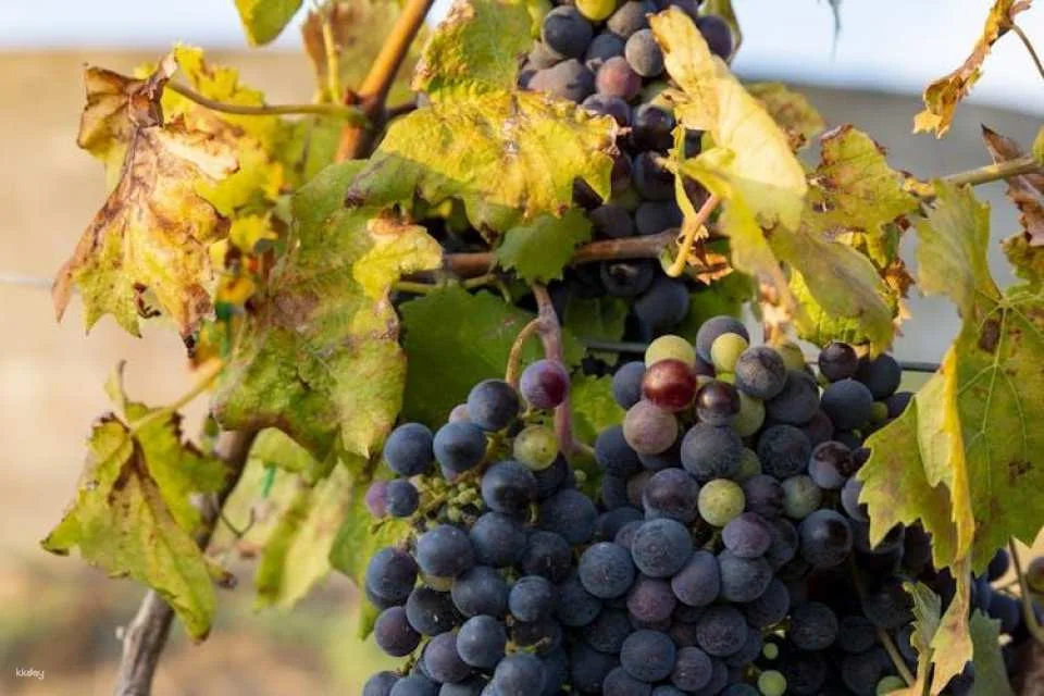 Valley of the Temples tour and tasting of local wines