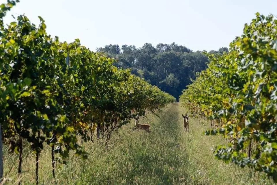 Villa Bogdano 1880 Guided Tour with Wine Tasting