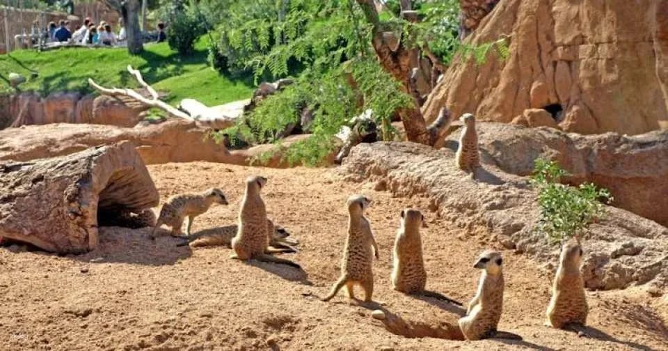 Entrance ticket to Bioparc Valencia