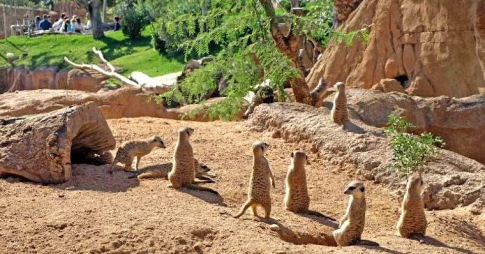 Entrance ticket to Bioparc Valencia