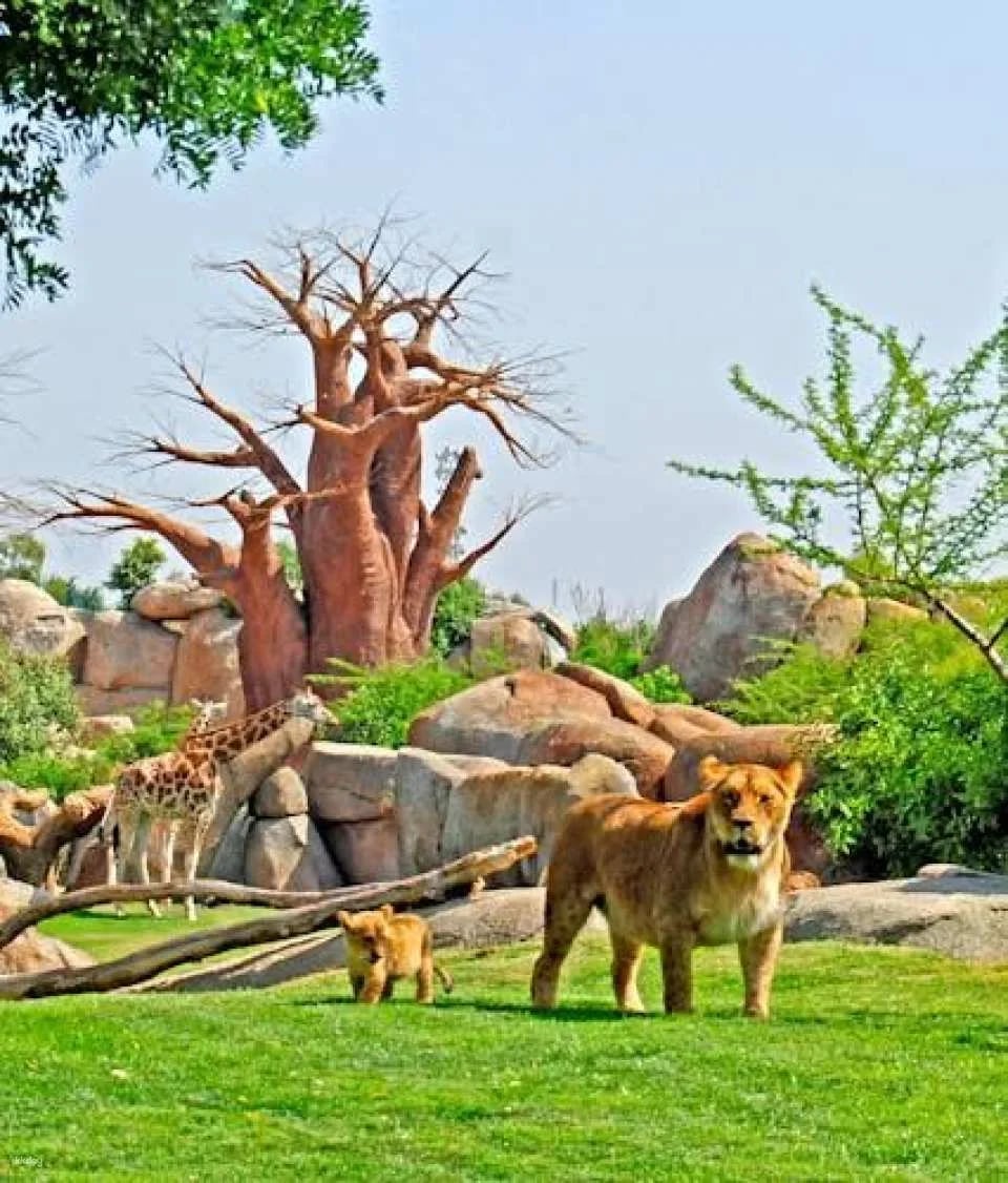 Entrance ticket to Bioparc Valencia