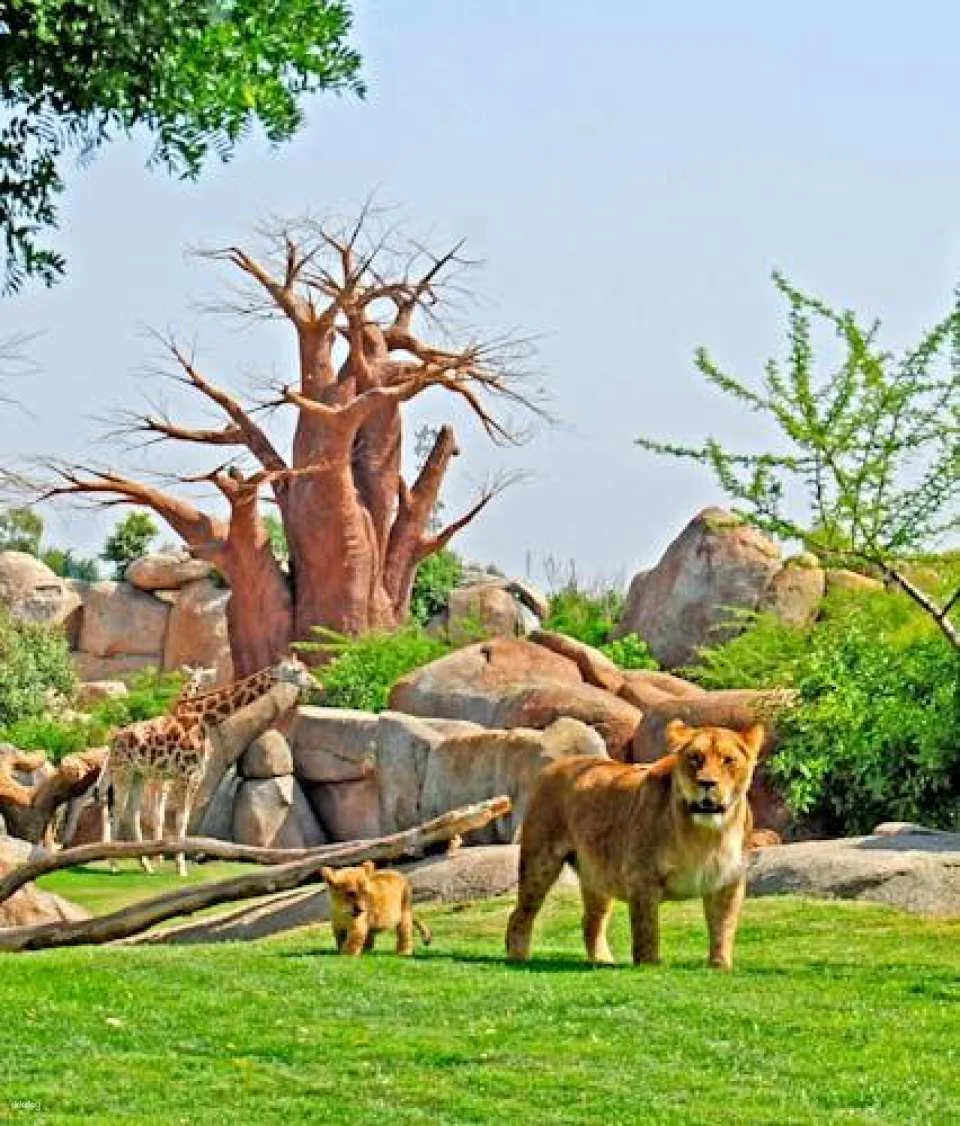 Entrance ticket to Bioparc Valencia