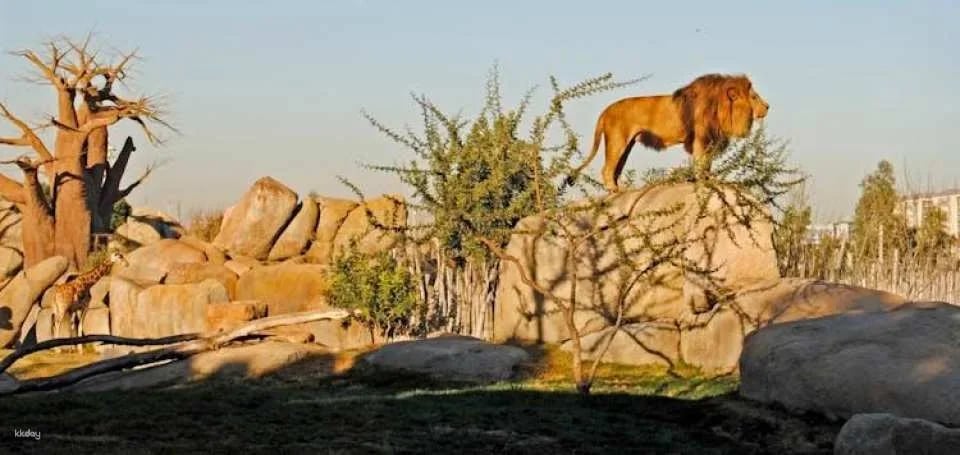 Entrance ticket to Bioparc Valencia
