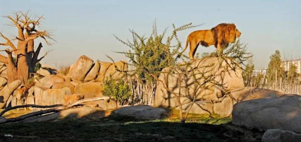 Entrance ticket to Bioparc Valencia
