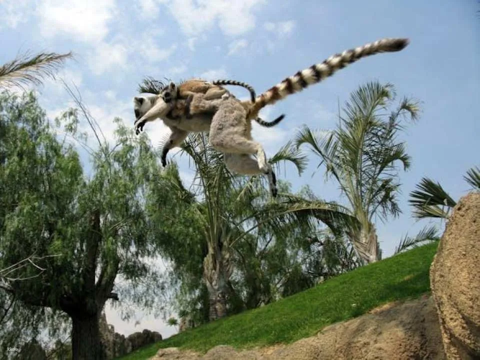 Entrance ticket to Bioparc Valencia