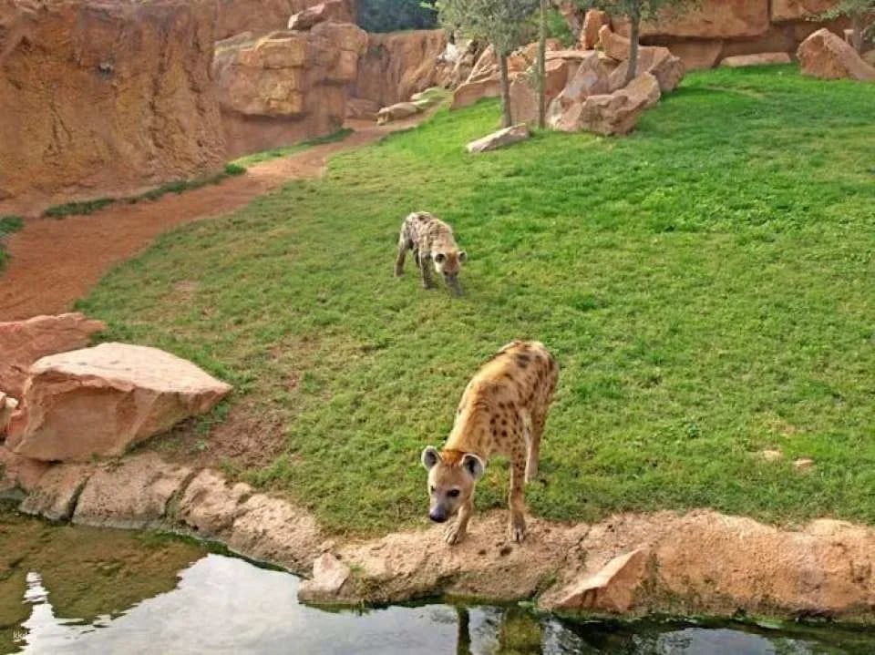Entrance ticket to Bioparc Valencia