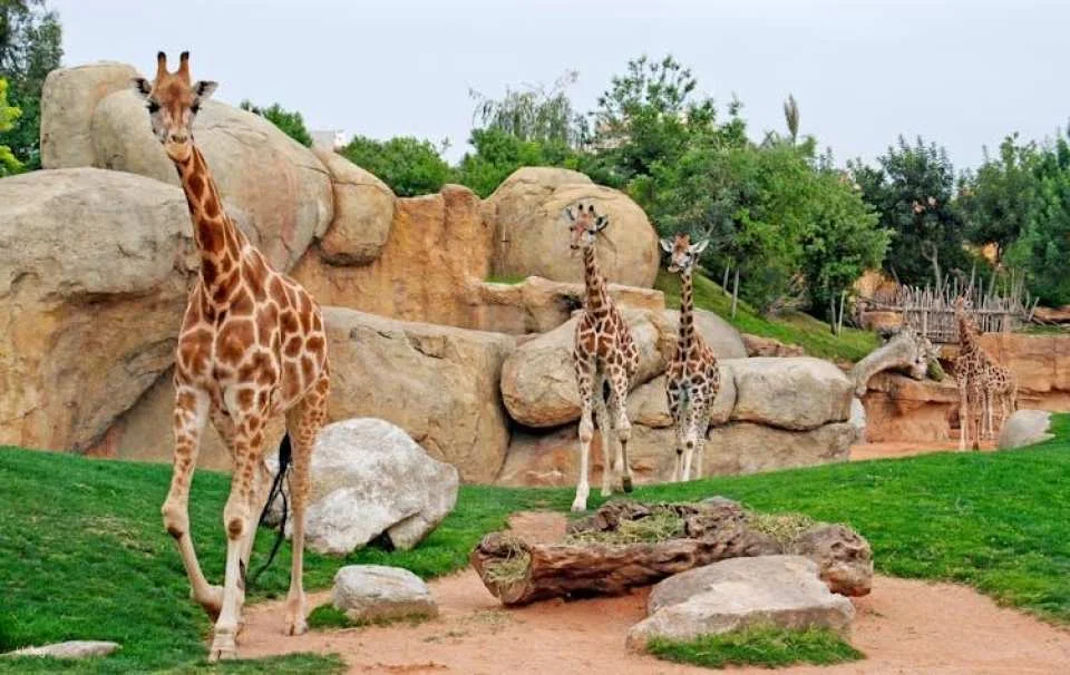 Entrance ticket to Bioparc Valencia
