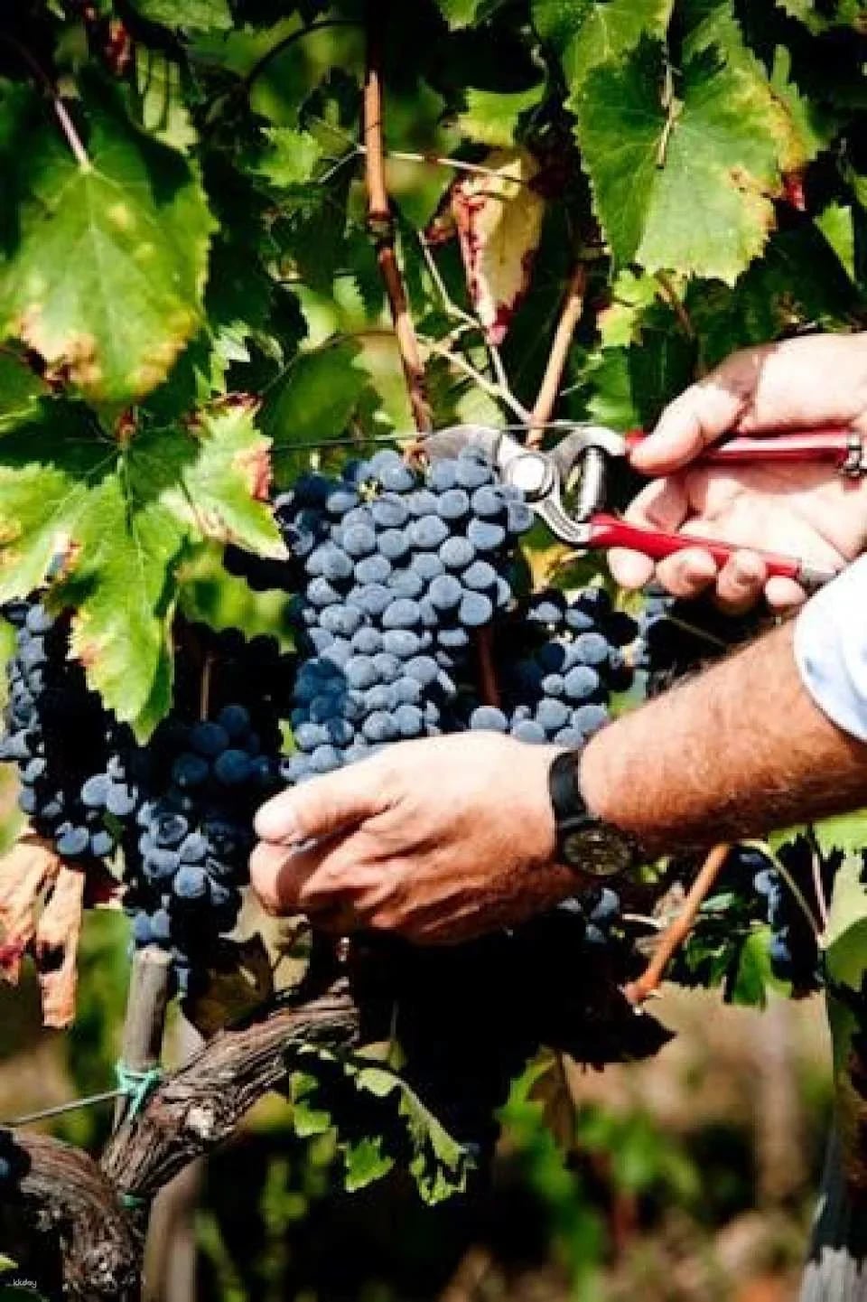 Chianti wine tour, the 5 nuances of Tuscan red