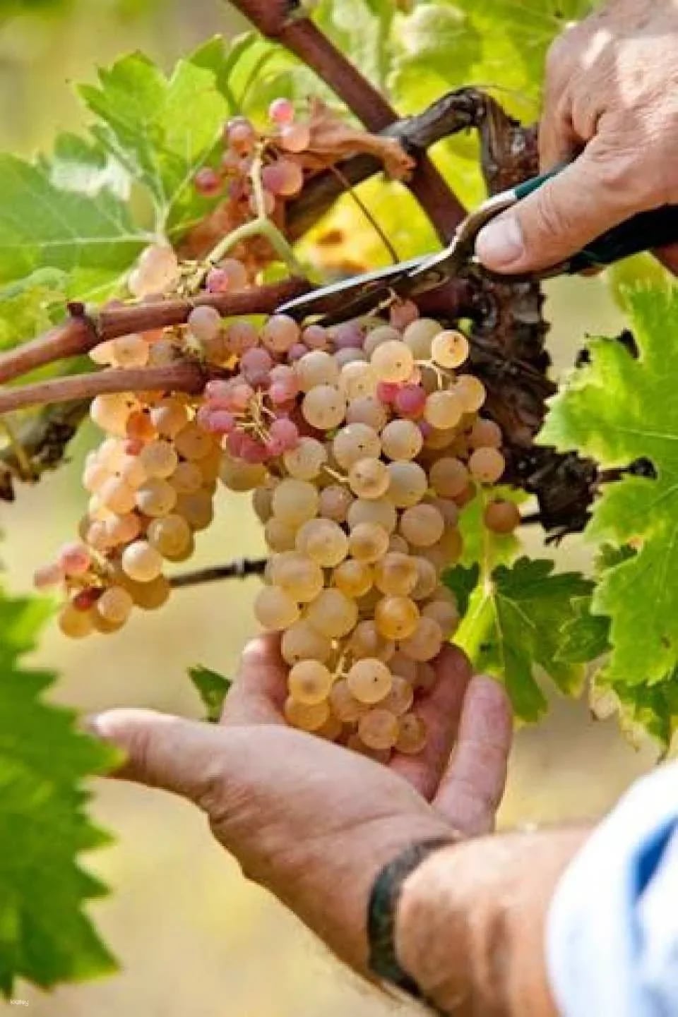 Chianti wine tour, the 5 nuances of Tuscan red