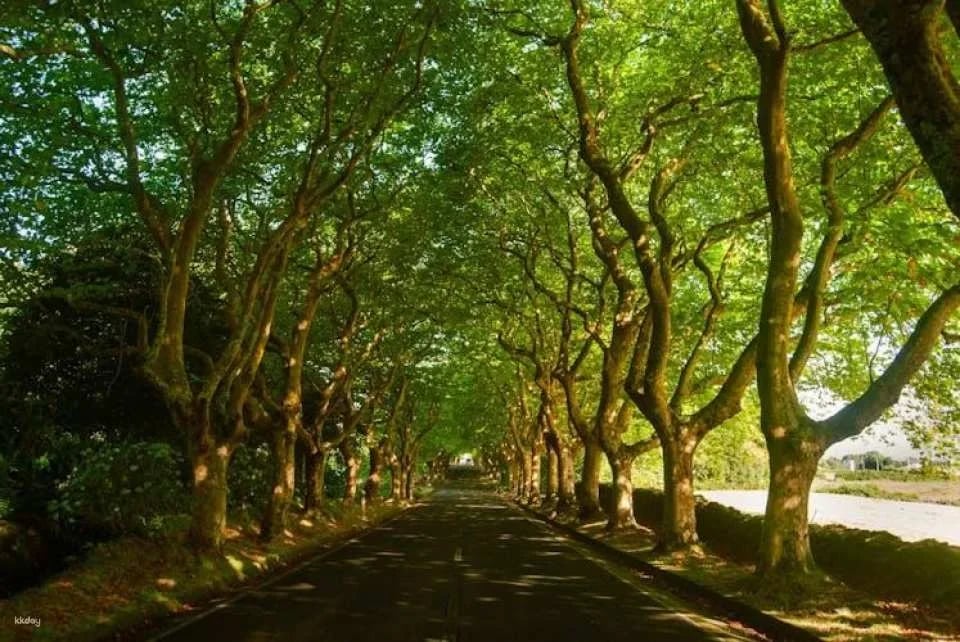 Terceira lava route full-day tour with wine tasting experience