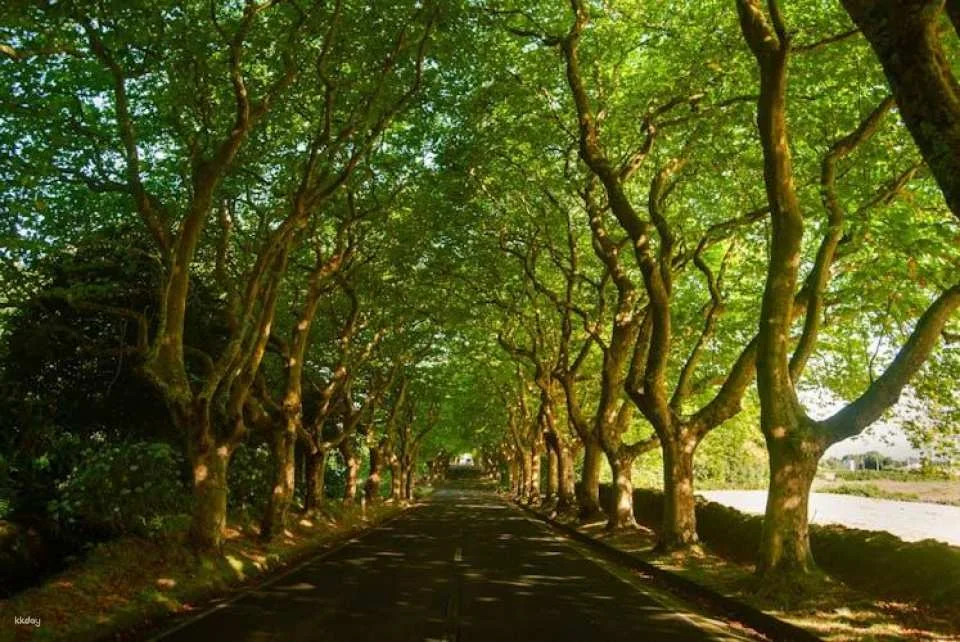 Terceira lava route full-day tour with wine tasting experience