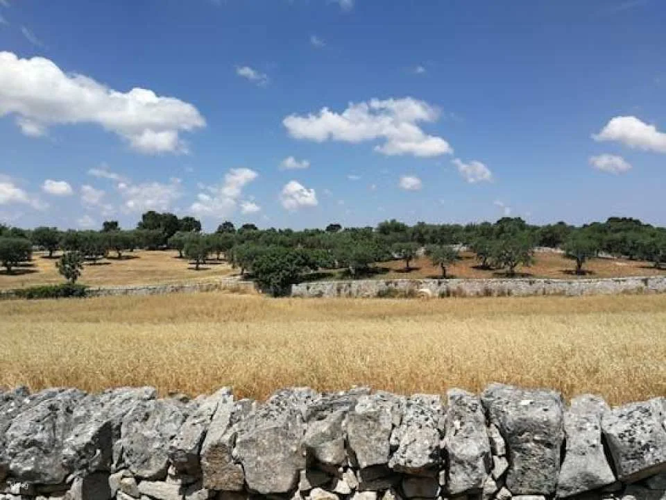 Trekking and dry stone wall lesson in the Valle d’Itria