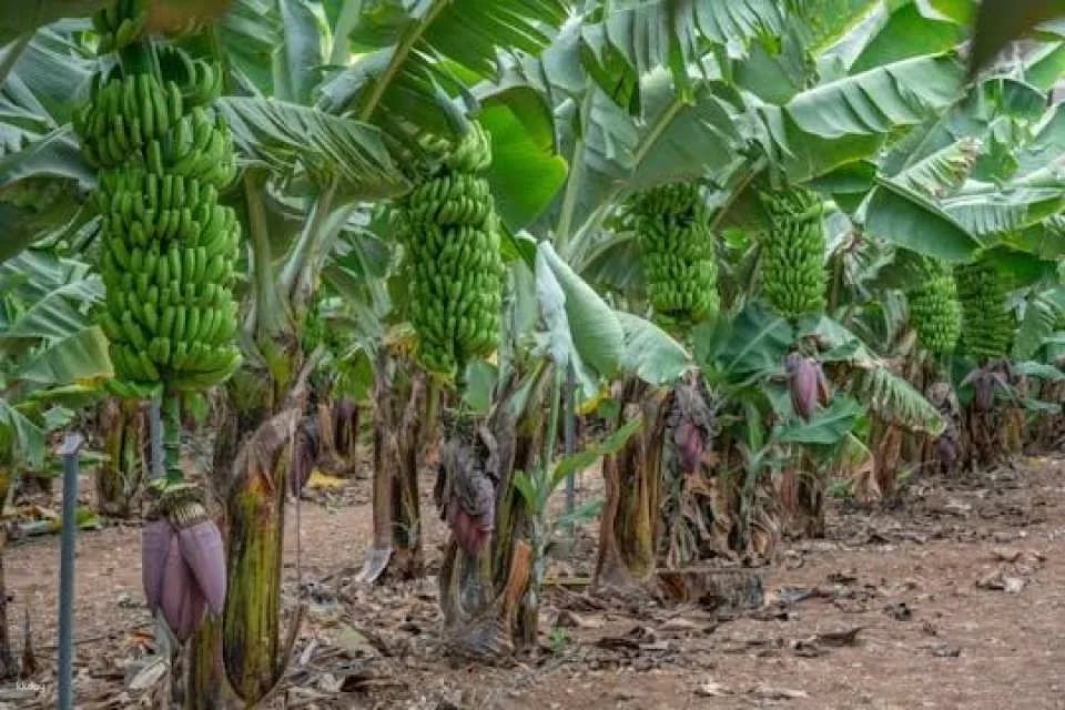 Banana World Guided Tour in Gran Canaria