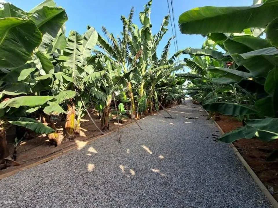 Banana World Guided Tour in Gran Canaria