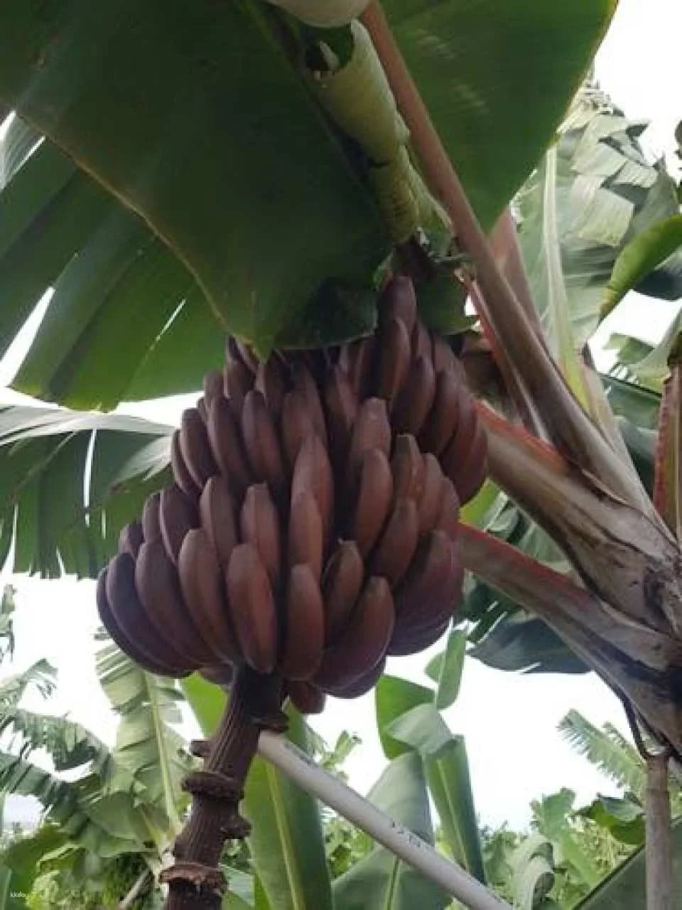 Banana World Guided Tour in Gran Canaria