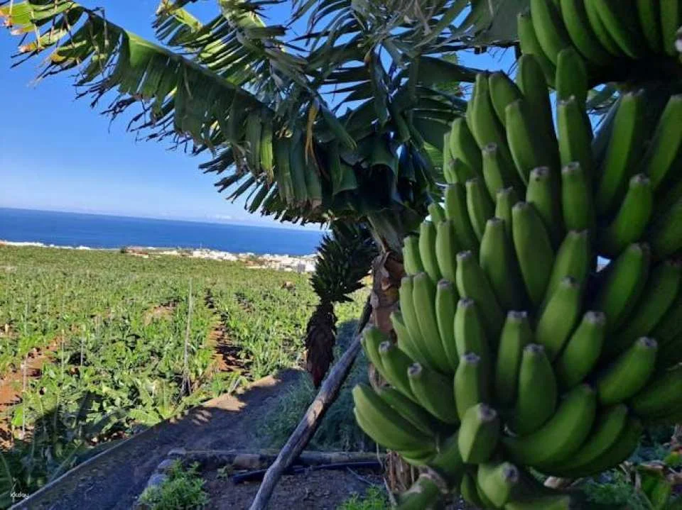 Banana World Guided Tour in Gran Canaria