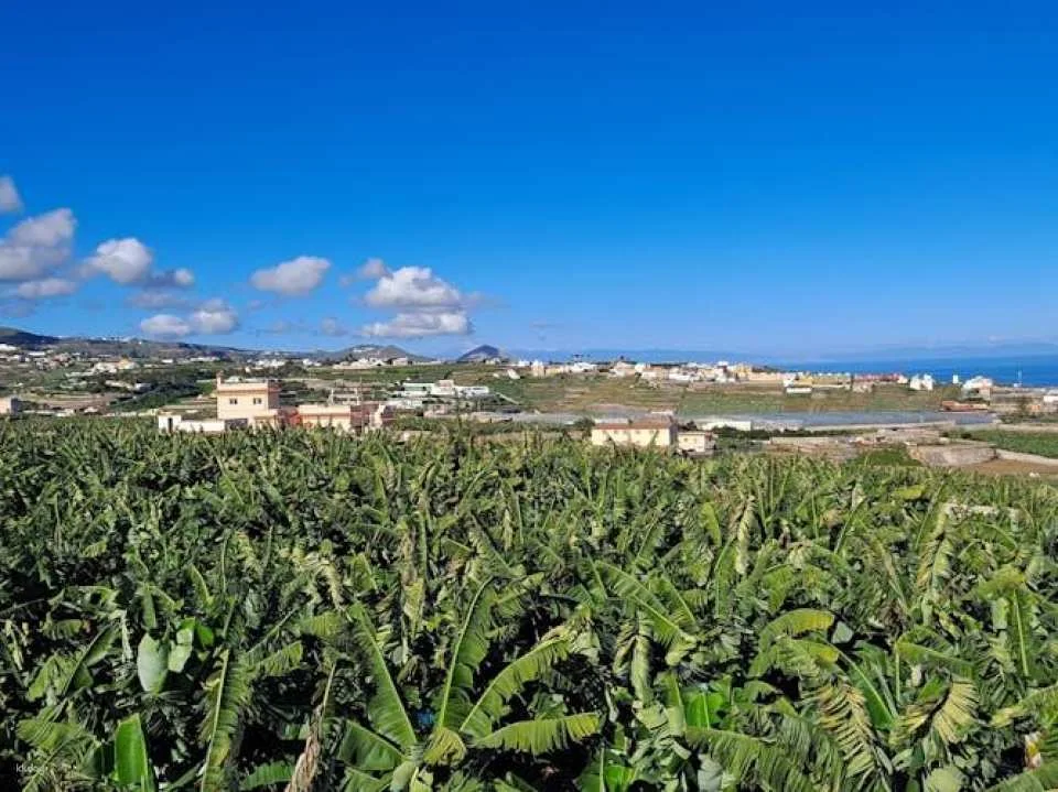 Banana World Guided Tour in Gran Canaria