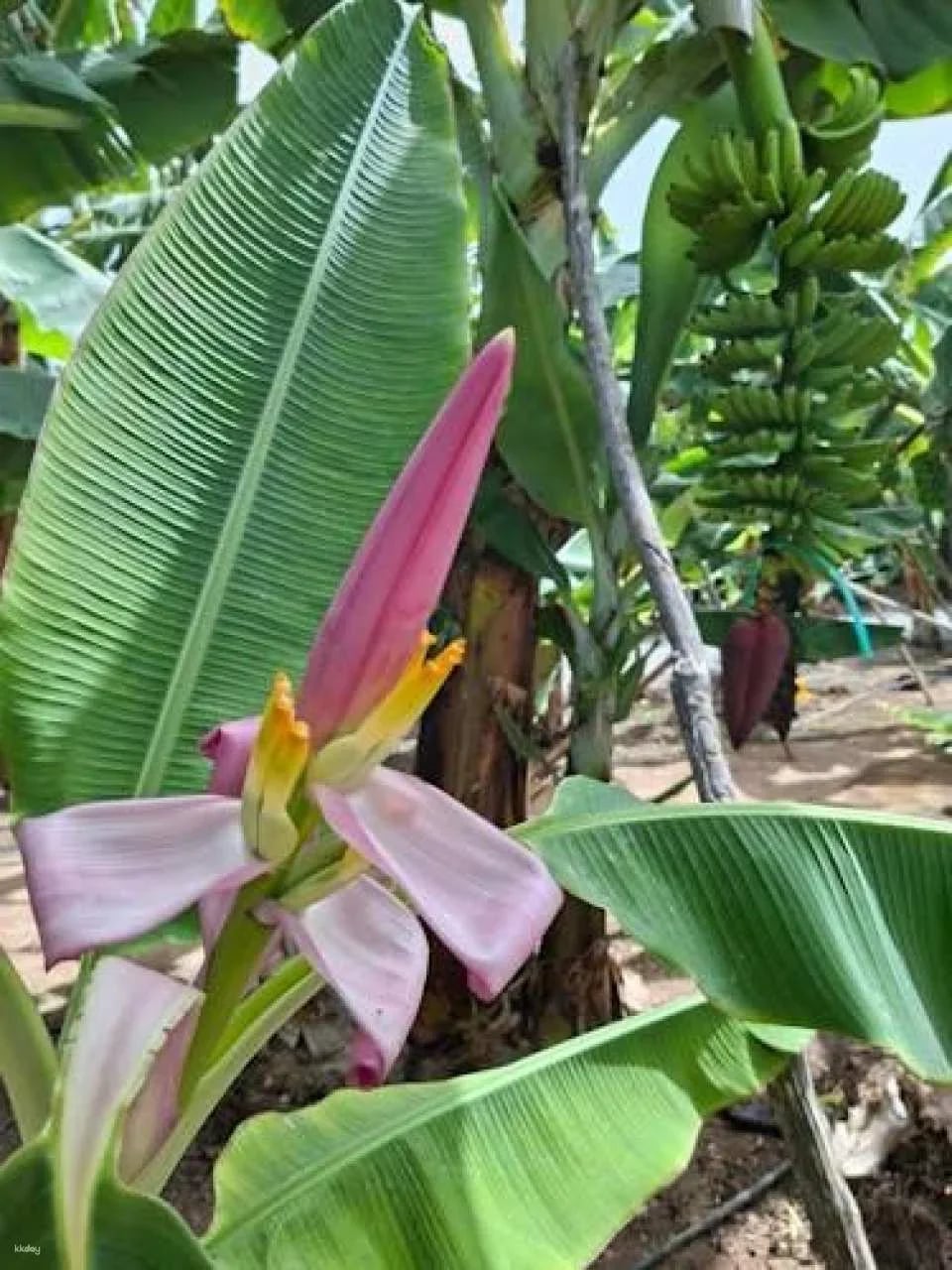 Banana World Guided Tour in Gran Canaria