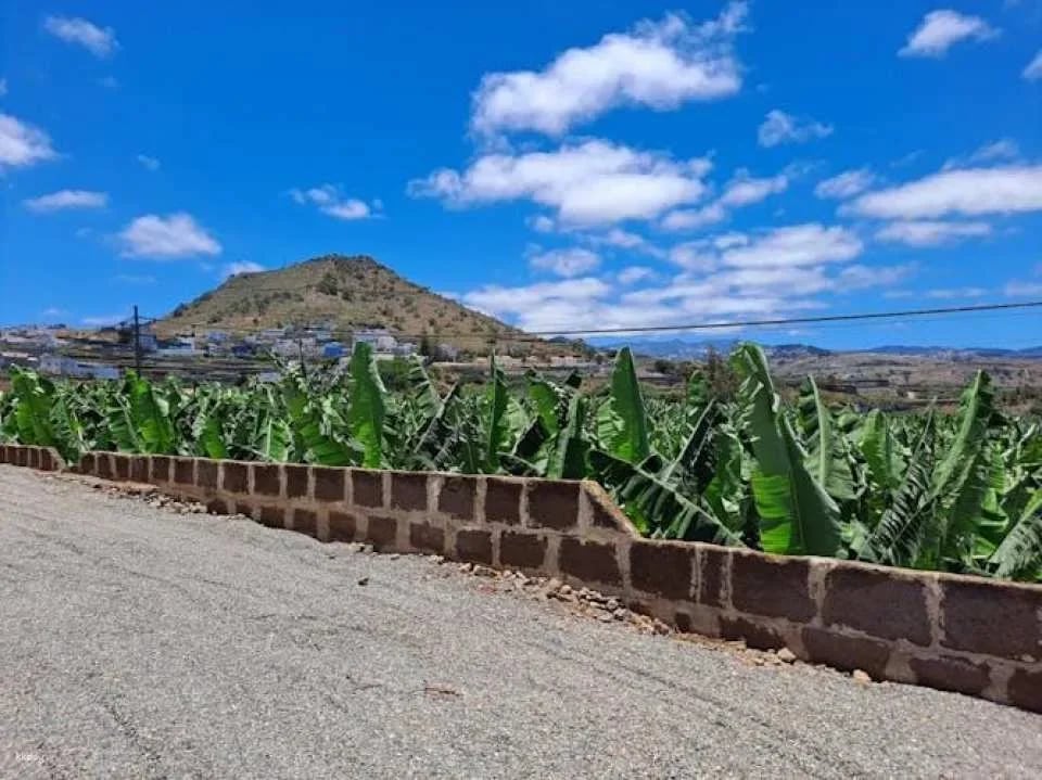 Banana World Guided Tour in Gran Canaria