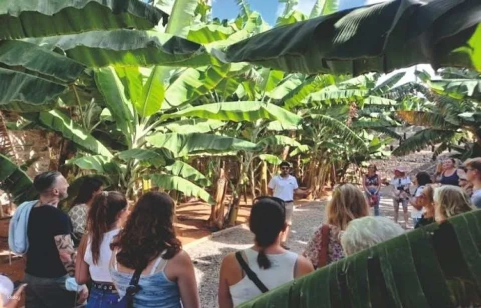 Banana World Guided Tour in Gran Canaria