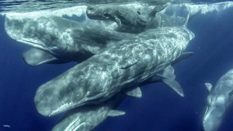Azores whale watching and Islet boat tour